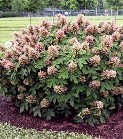 Oakleaf Hydrangea Munchkin